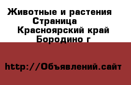  Животные и растения - Страница 10 . Красноярский край,Бородино г.